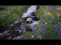 Transport straight to nature with 30 seconds of wildflower/babbling brook along Fall Creek on the Green Lakes Trail. Transport straight to nature with 30 seconds of wildflower/babbling brook along Fall Creek on the Green Lakes Trail.