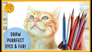 Beginner Realistic Cat Drawing - Cat's Blog
