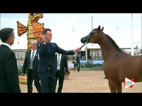 N.102 AL PICASSO - Menton 2016 - Yearling Colts (Class 6B)