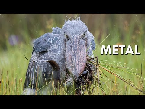 Meet the Shoebill Stork - the World’s Most Terrifying Bird