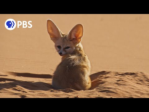 Meet the Smallest Wild Dogs, the Fennec Foxes