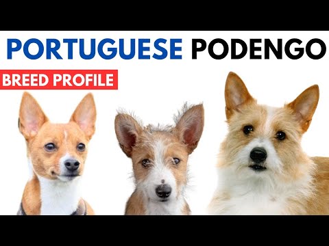 Portuguese Podengo Breed Profile History - Price - Traits - Podengo Grooming Needs - Lifespan