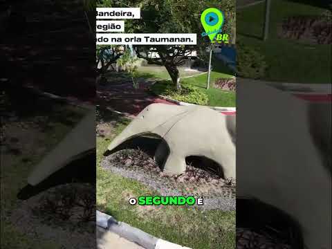 Descubra Boa Vista: Pontos Turísticos Secretos e Imperdíveis! #shorts
