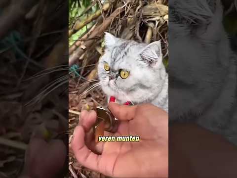 Deze kat bracht zijn vriendin mee naar huis 🤯❤️