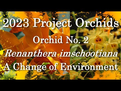 2023 Project Orchids - Renanthera imschootiana