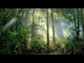 Indonesian Rainforest Soundscape (1 hour)