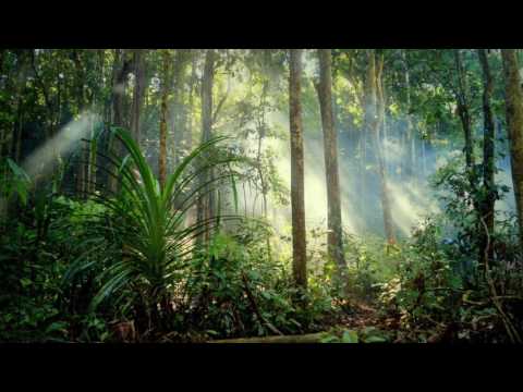 Indonesian Rainforest Soundscape (1 hour)