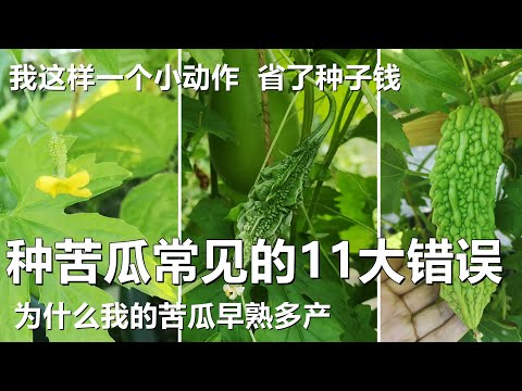 , title : '种苦瓜常见的11个大错误, 不花一分钱还早熟高产 How to grow lots of bittermelons'