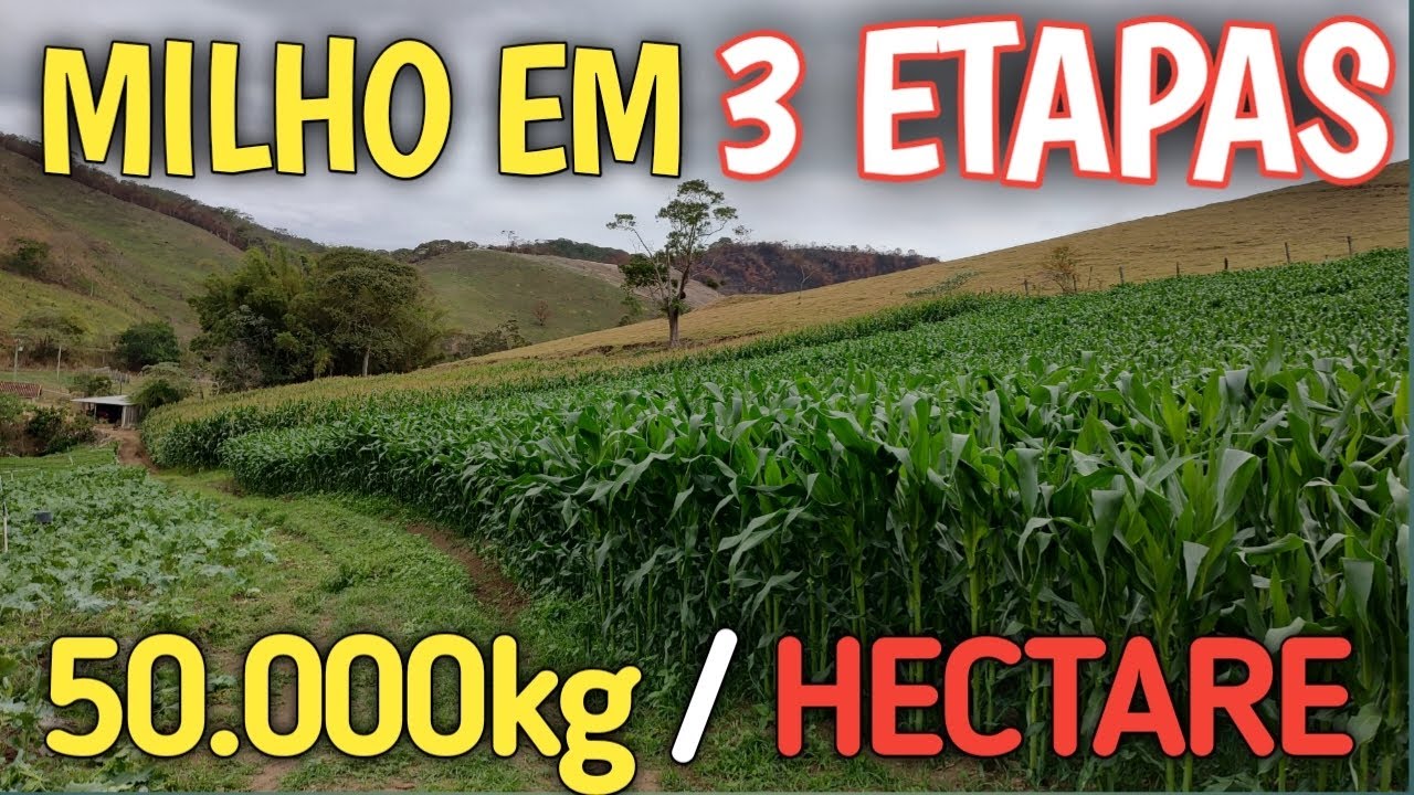 3 etapas pra produzir muito milho pra silagem/ 50 toneladas por hectare