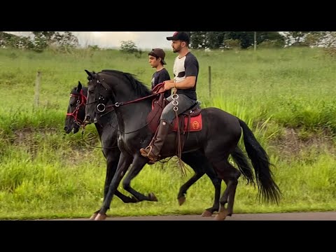 Garanhões mangalarga marchador de marcha picada, Trovão Ped e Jafar do Viajeiro, dois lindos cavalos