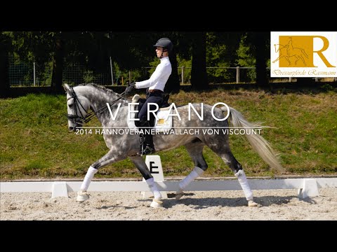 SOLD!!Dressurpferd - 2014 Hannoveraner Wallach von Viscount, Stm. ca. 1,68, M-Dressur - Verano