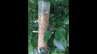 Field mouse field day