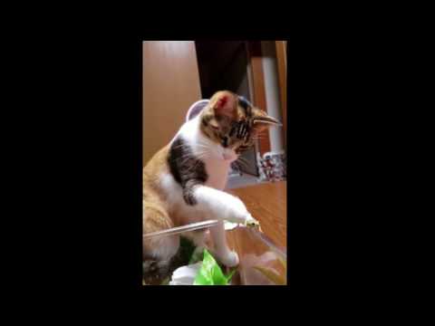 Chat vs Petite grenouille