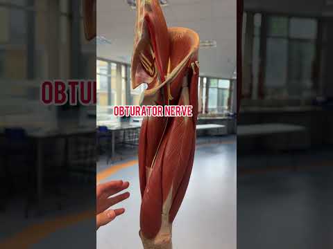 I bet you didn’t know all these nerves! #doctor #mbbs #medicine #anatomy