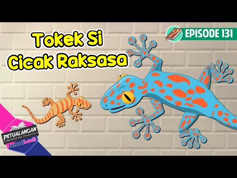 Tokek Itu Cicak Raksasa ? - Mengenal Hewan Tokek - Ensiklopedia anak - PJL