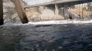 preview picture of video 'Salmon's-eye View of the Nimbus Fish Hatchery'