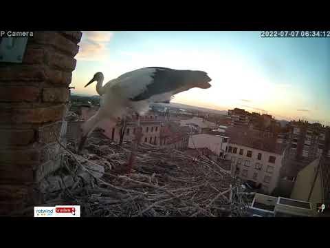 Tudela, ES  gólyák/stork/ciguena  2022.07.07. 11 52 46