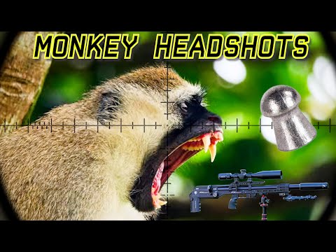 Monkey Headshots | Culling Monkeys | FX Leopard | 18gr Pellets | Pest Control