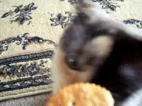 YouTube video about: Can cats have ritz crackers?