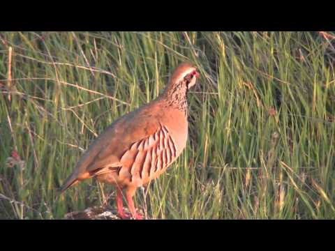 Red-legged Partridge calling — Serena, Extremadura
