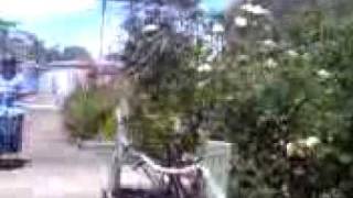 throwing bark at losers