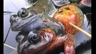 XTC - Andy Partridge on Kid Jenson Show 2.3.82 pt.2