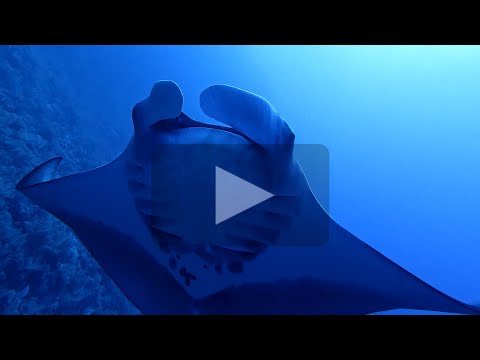 Diving Safari -Brothers-Daedalus-Elphinstone-Rocky-Zabargad