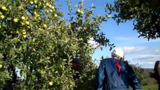 preview picture of video 'Apple Picking in New Paltz 2009'