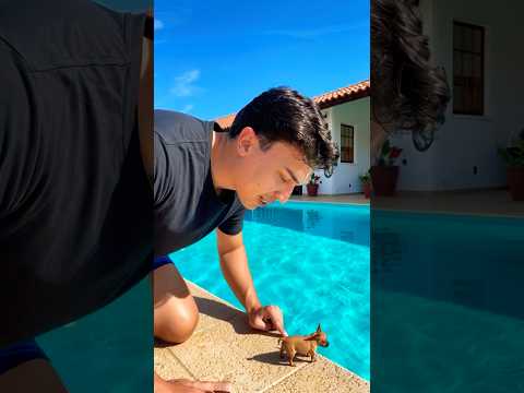 Nadei com o menor cachorro do mundo?