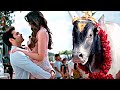 देखिये कैसे Ram Pothineni ने भडके हुए बैल से Krithi 
