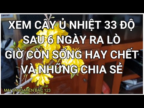 🔴 QBS2166 - CÂY MAI Ủ NHIỆT SAU 6 NGÀY RA LÒ CHƠI TẾT DƯƠNG GIỜ CÒN SỐNG HAY CHẾT | KÍCH NỤ MAI VÀNG