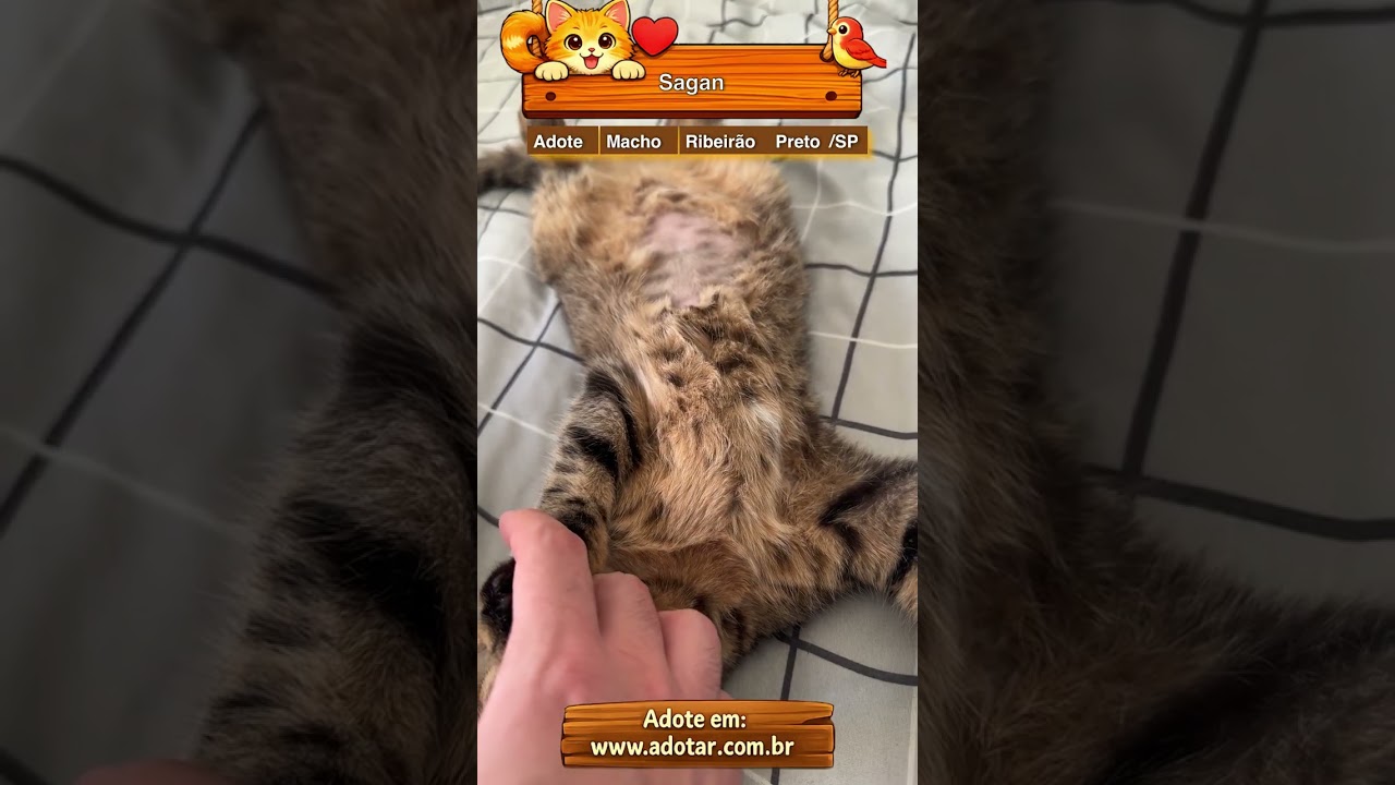 Gato raça SRD-ViraLata idade 7 a 11 meses nome Sagan