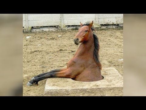 Estes animais de fazenda resgatados são MUITO fofos!