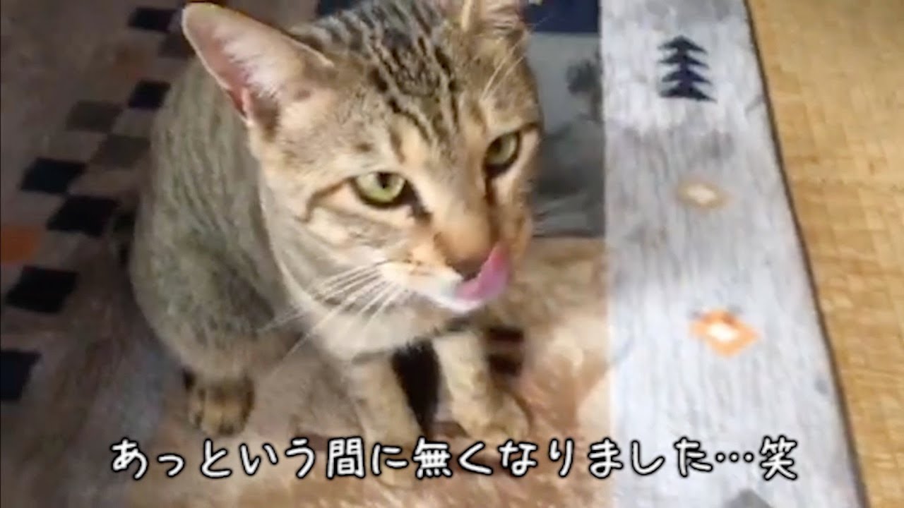 猫のごん君の大好物がこちら！