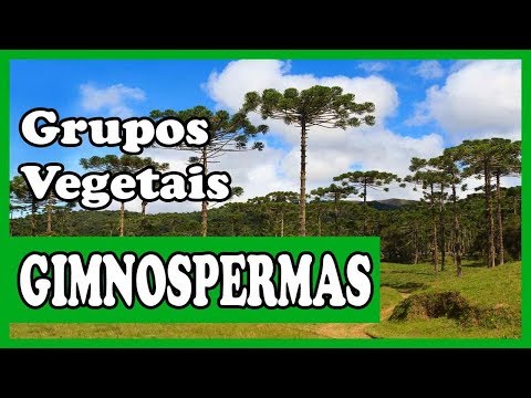 Gimnospermas   Botânica   Grupos vegetais