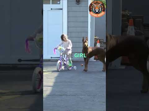 This Is Why the Doberman Is the Best Guard Dog for Your Child 🐕❤️