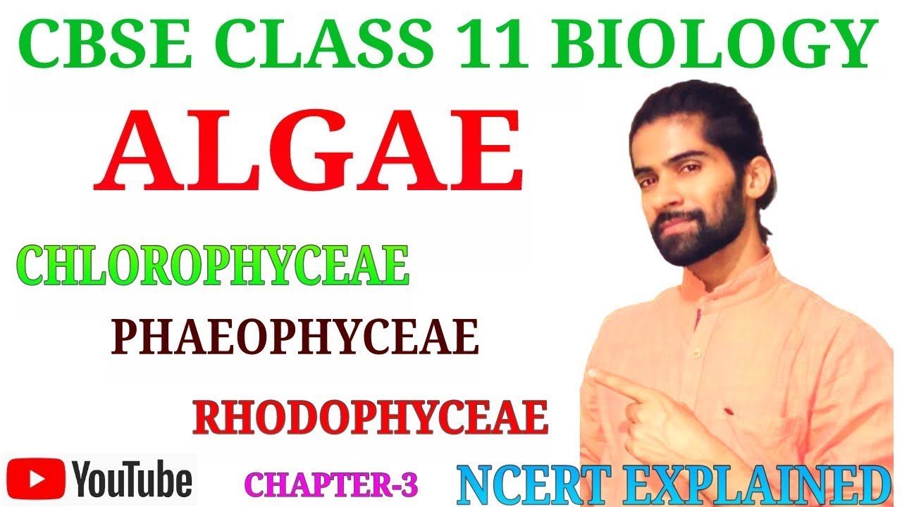 CBSE 11 BIOLOGY | ALGAE | CHLOROPHYCEAE | PHAEOPHYCEAE | RHODOPHYCEAE | PLANT KINGDOM | CHAPTER-3