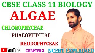 CBSE 11 BIOLOGY | ALGAE | CHLOROPHYCEAE | PHAEOPHYCEAE | RHODOPHYCEAE | PLANT KINGDOM | CHAPTER-3