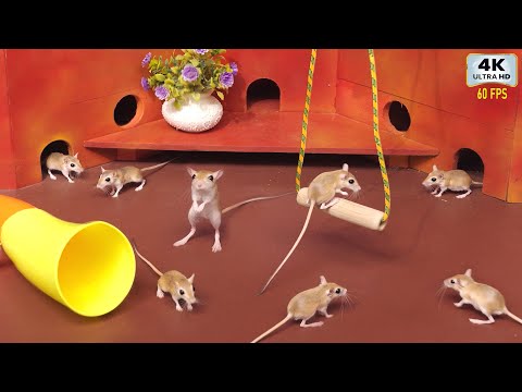 Cat TV Mouse Games | Real  Mice Playing in Colorful Maze | 4K 60FPS Ultimate Entertainment for Cats