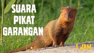 Download lagu suara pikat garangan 1 jam mp3