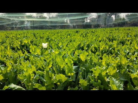 My 💀💀💀💀💀💀💀💀💀💀💀Afeem first flower coming