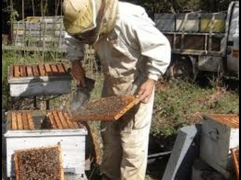 , title : 'Comment élever les abeilles pour produire du miel et de la propolis'