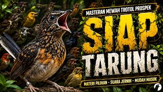 Download lagu MASTERAN MURAI BATU MATERI TEMBAKAN PILIHAN COCOK UNTUK MURAI TROTOL ATAU PASTOL mp3 Download lagu MASTERAN MURAI BATU MATERI TEMBAKAN PILIHAN COCOK UNTUK MURAI TROTOL ATAU PASTOL mp3