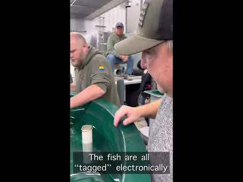 St. Croix sturgeon release