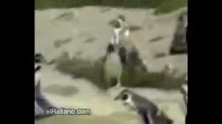 Unser kleiner pinguin