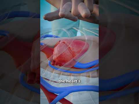 How CPR Works 🫀