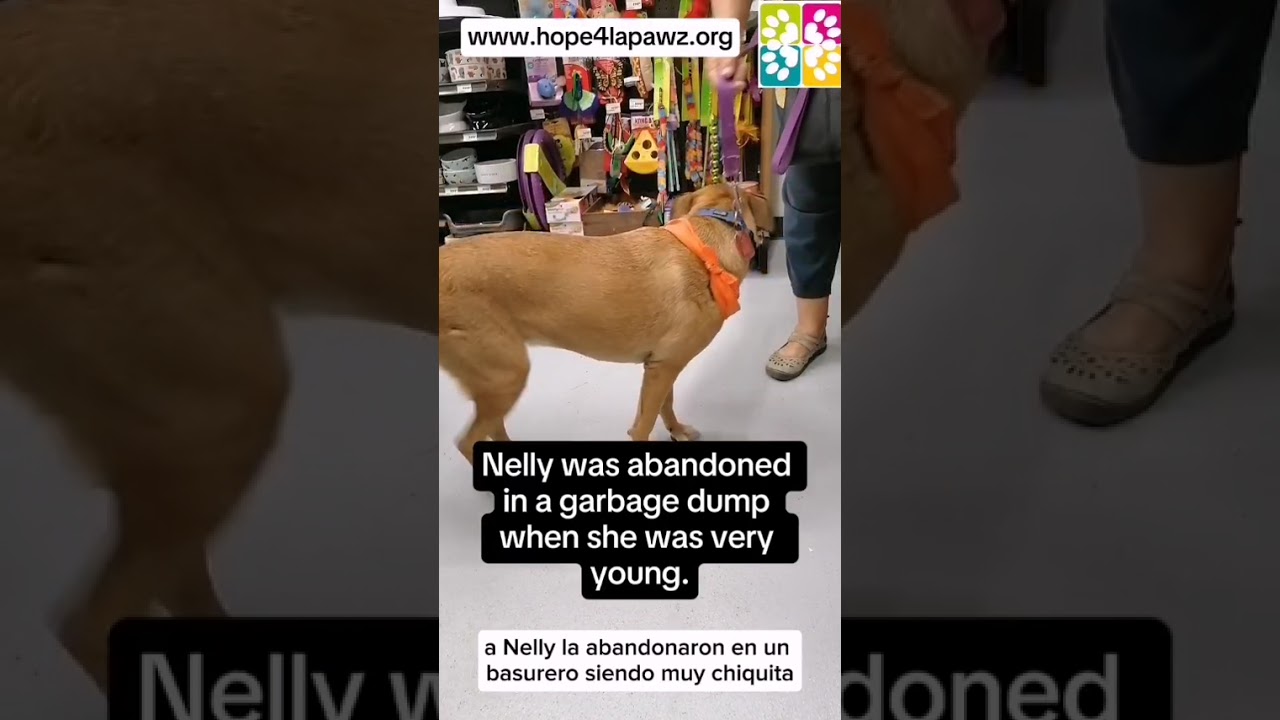 Nelly, a Adoptable mixed breed in Anacortes, WA video 6/6