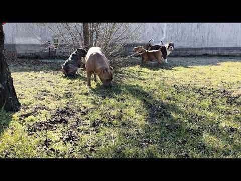 American Bullies, XXL Pitbull & Old AmStaff mix - Backyard #AmericanBully #bullies #PitBull #bully