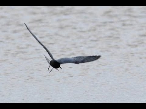 Rybák čierny (Chlidonias niger) — záber druhu z Cypru