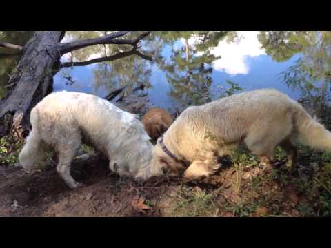 1001314 Rani Digging Deep